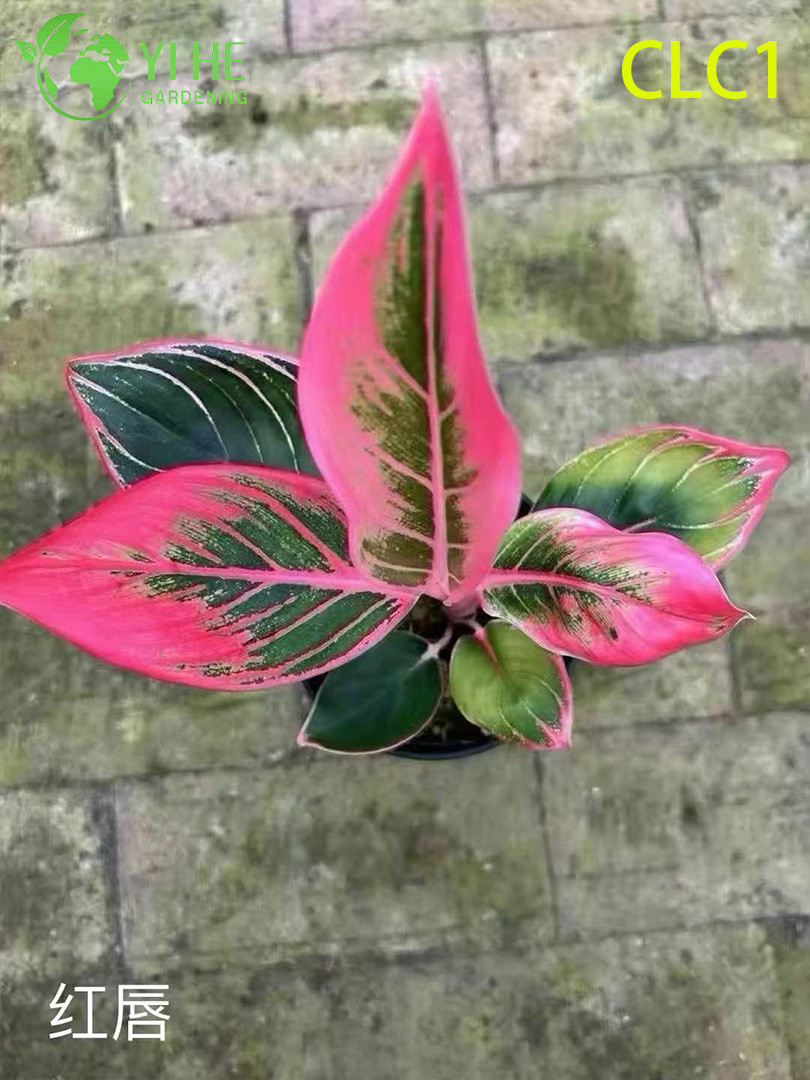 Gro&szlig;handel mit Aglaonema-Topfpflanzen f&uuml;r die Laubdekoration bei schwachem Licht im Innenbereich