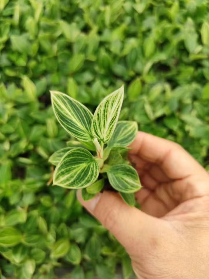 plants de philodendron birkin &agrave; vendre