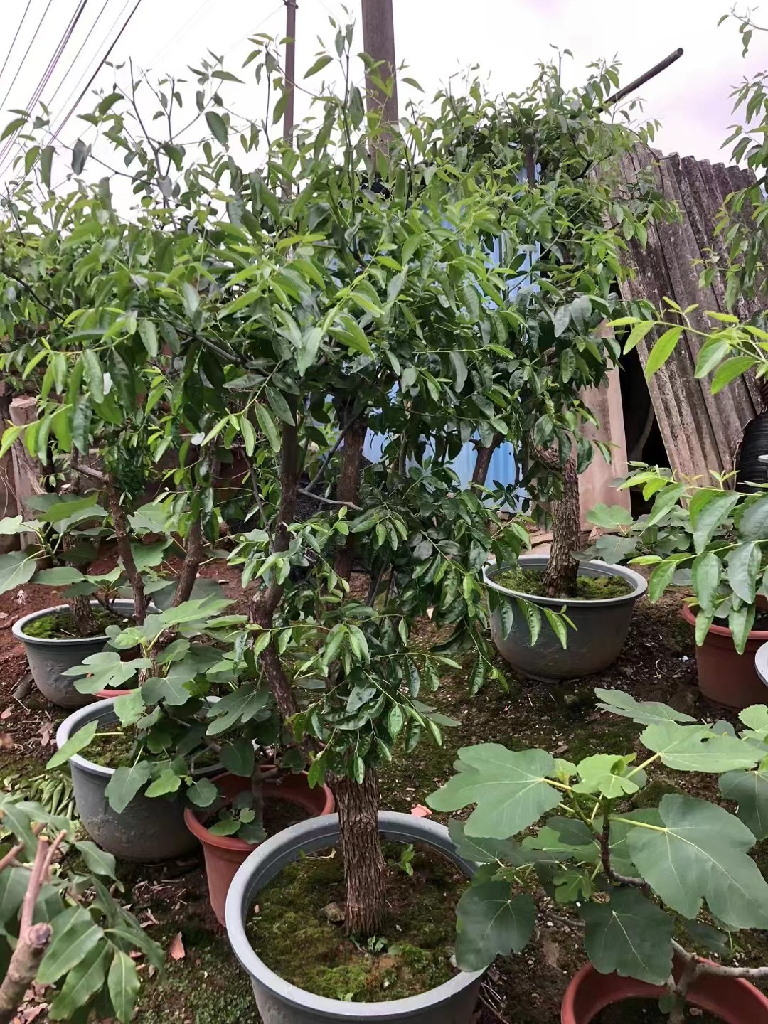 Camisetas Ziziphus jujuba Mill.fruit