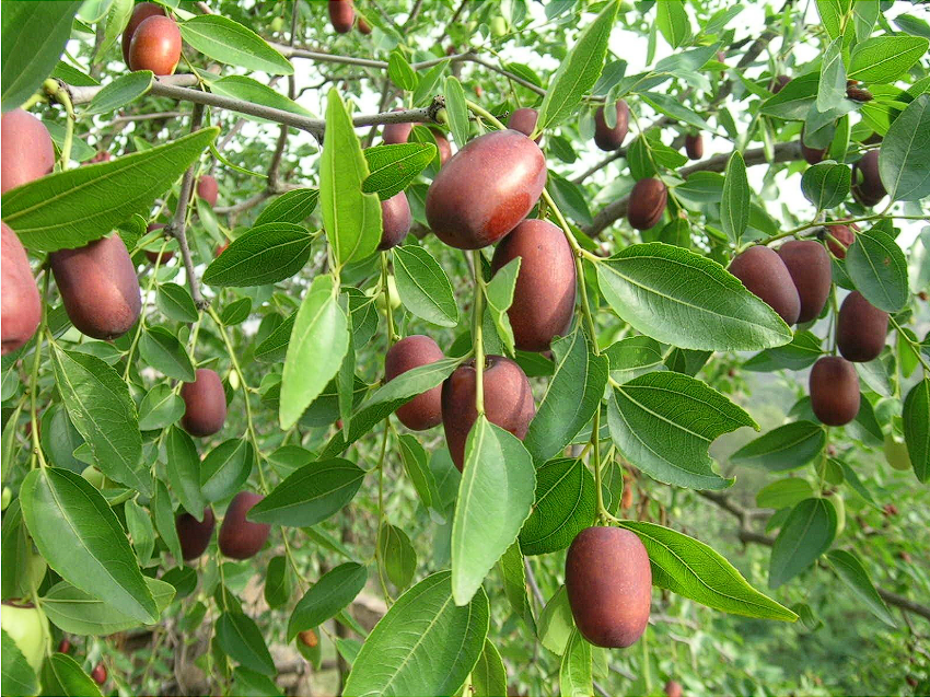 Camisetas Ziziphus jujuba Mill.fruit