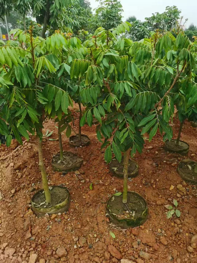 Dimocarpus long&aacute;n