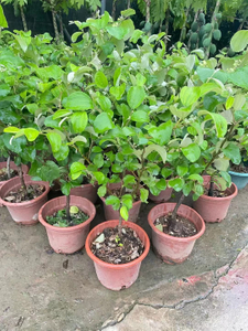 Azufaifo verde, Ziziphus mauritiana Lam.