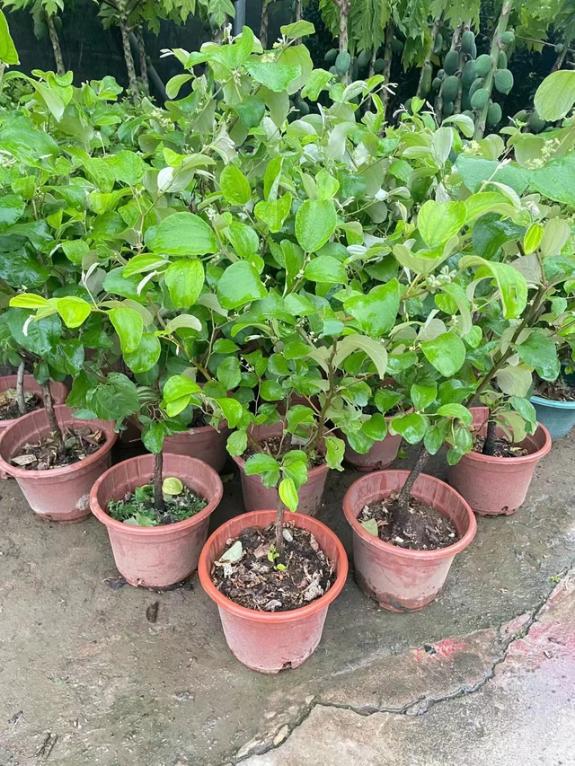 Azufaifo verde, Ziziphus mauritiana Lam.