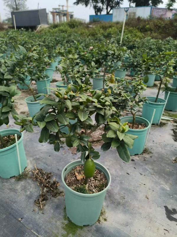 Alberi di limoni,Citrus &times; limon (Linnaeus) Osbeck