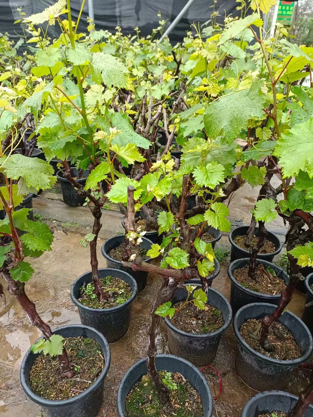 Weinb&auml;ume, Vitis vinifera L.