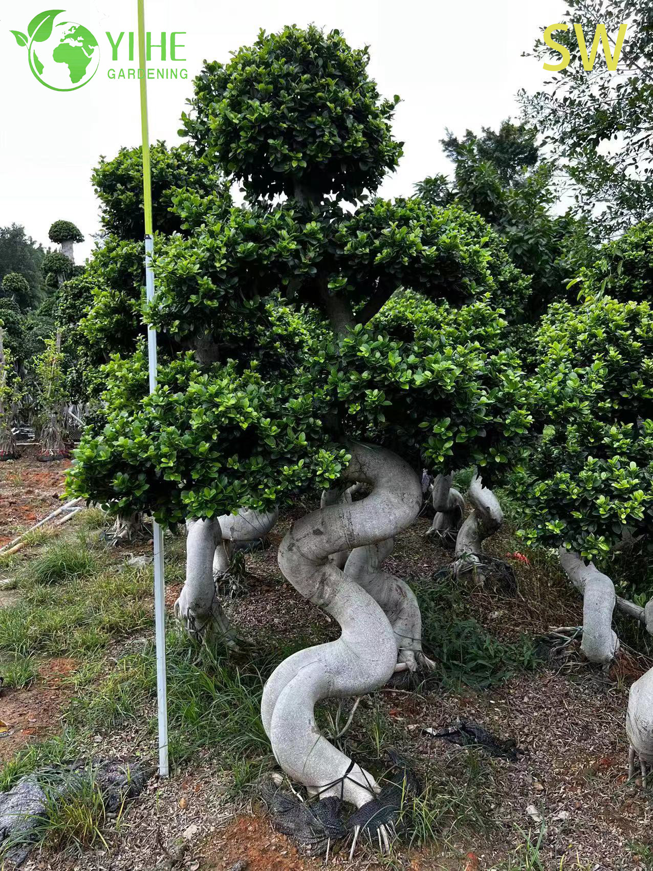Ficus S-vorm